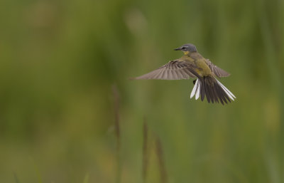 Gulrla [Yellow Wagtail] IMGL1260.jpg