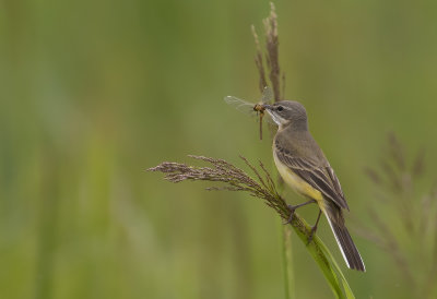 Gulrla [Yellow Wagtail] IMGL1280.jpg