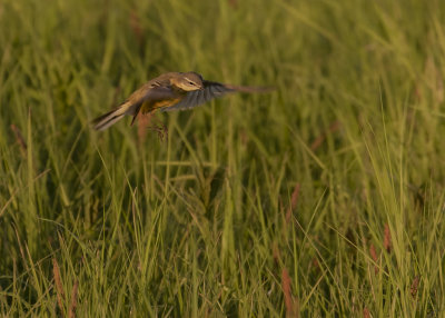 Gulrla [Yellow Wagtail] IMGL8591.jpg