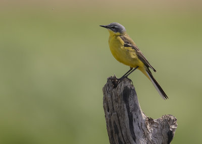 Gulrla [Yellow Wagtail] IMGL9383.jpg