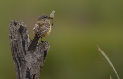 Gulrla [Yellow Wagtail] IMGL1243.jpg
