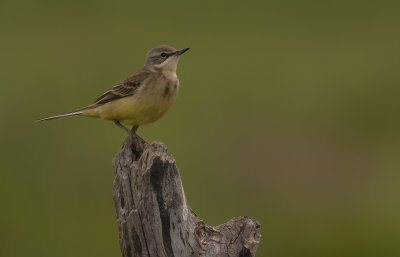 Gulrla [Yellow Wagtail] IMGL1250.jpg