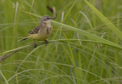 Gulrla [Yellow Wagtail] IMGL1272.jpg