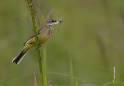 Gulrla [Yellow Wagtail] IMGL1275.jpg