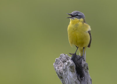 Gulrla [Yellow Wagtail] IMGL9393.jpg