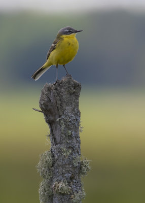 Gulrla [Yellow Wagtail] IMGL9406.jpg