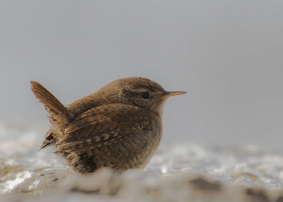 Grdsmyg [Eurasian Wren] IMGL7893fb.jpg