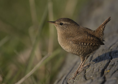 Grdsmyg [Eurasian Wren] IMGL3183g.jpg