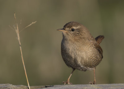 Grdsmyg [Eurasian Wren] IMGL3190g.jpg