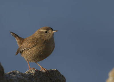 Grdsmyg [Eurasian Wren] IMGL3217g.jpg