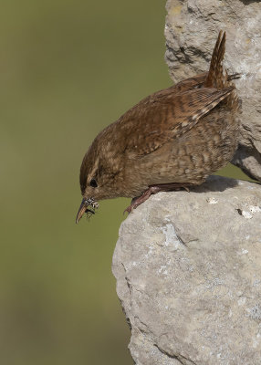 Grdsmyg [Eurasian Wren] IMGL7921fb.jpg