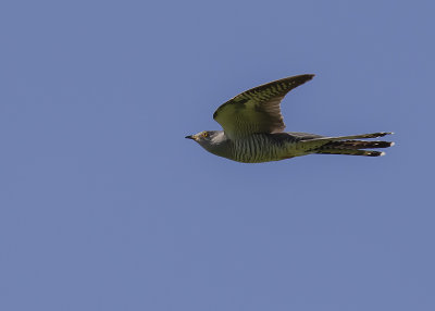 Gk [Common Cuckoo]IMGL9549fb.jpg