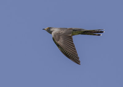 Gk [Common Cuckoo]IMGL9550fb.jpg