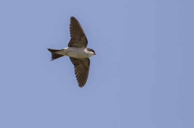 Hussvala [Common House Martin] IMGL8482.jpg