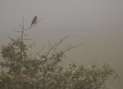 Hmpling  [Common Linnet] IMGL0285.jpg