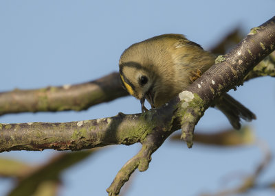 Kungsfgel  [Goldcrest] IMGL3342.jpg