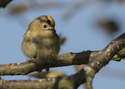 Kungsfgel  [Goldcrest] IMGL3350.jpg