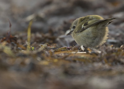 Kungsfgel  [Goldcrest] IMGL3620.jpg