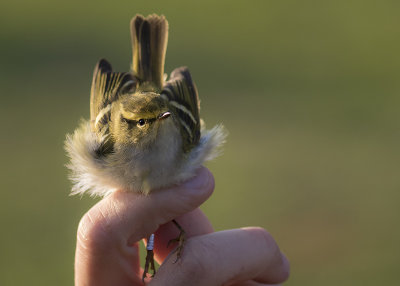 Kungsfgelsngare [Pallas's leaf warbler]  IMGL3326kfs.jpg