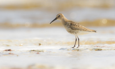Krrsnppa  [Dunlin] IMGL2301.jpg