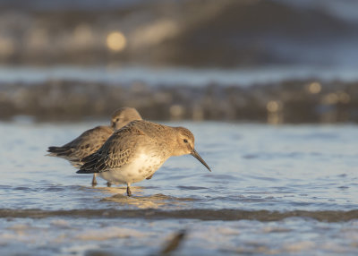 Krrsnppa  [Dunlin] IMGL4205.jpg