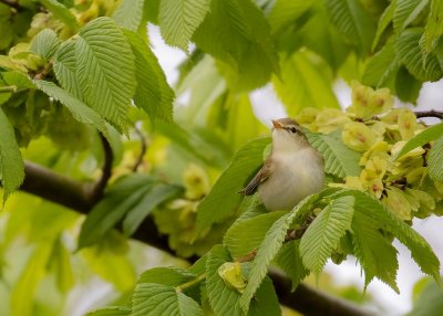 Lundsngare [Greenish Warbler] 8379.jpg