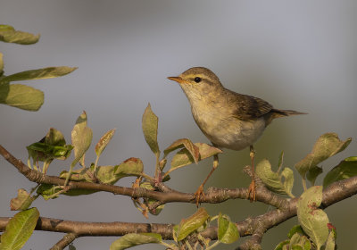 Lvsngare [Willow Warbler] IMGL0074.jpg