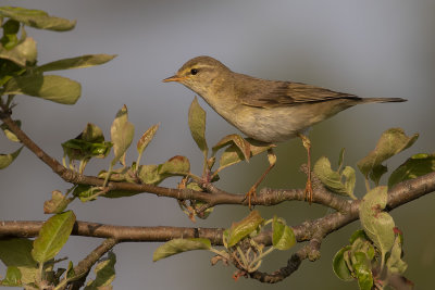 Lvsngare [Willow Warbler] IMGL0076.jpg