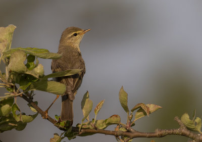 Lvsngare [Willow Warbler] IMGL0078.jpg