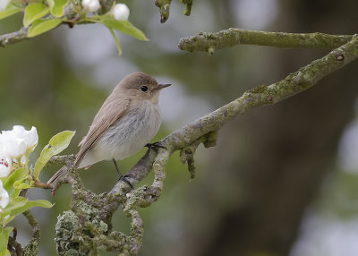 Mindre flugsnappare [Red-breasted Flycatcher] IMGL8394fb.jpg