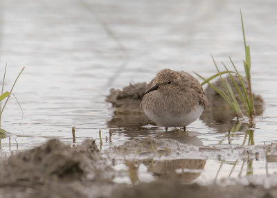 Mosnppa [Temminck's Stint] IMGL8635.jpg