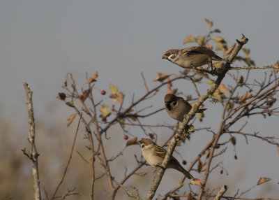 Pilfink [Eurasian Tree Sparrow] IMGL3523.jpg