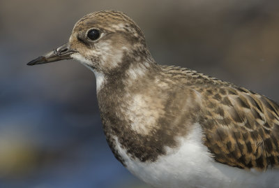 Roskarl [Ruddy Turnstone] IMGL2425.jpg