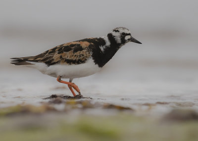 Roskarl [Ruddy Turnstone] IMGL7465fb.jpg