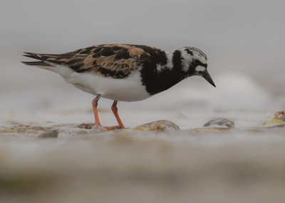 Roskarl [Ruddy Turnstone] IMGL7477.jpg