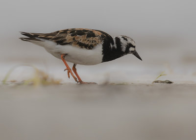 Roskarl [Ruddy Turnstone] IMGL7485fb.jpg