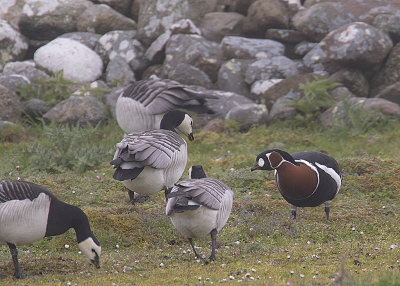 Rdhalsad gs [Red-breasted Goose] IMGL8425fb.jpg