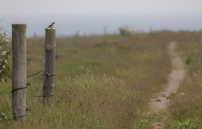 Rdhuvad trnskata [Woodchat Shrike] IMGL0189.jpg