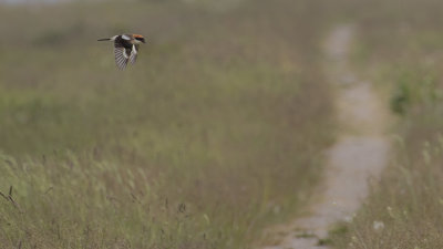 Rdhuvad trnskata [Woodchat Shrike] IMGL0199.jpg