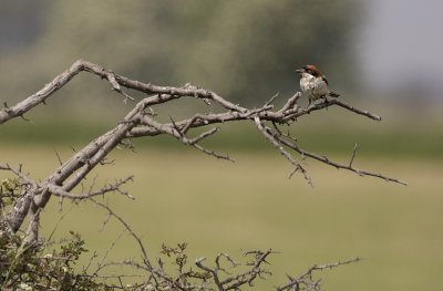 Rdhuvad trnskata [Woodchat Shrike] IMGL0213.jpg