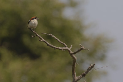 Rdhuvad trnskata [Woodchat Shrike] IMGL0270.jpg