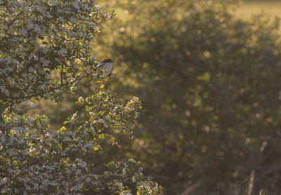 Rdhuvad trnskata [Woodchat Shrike] IMGL0354.jpg