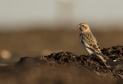 Snsparv [Snow Bunting] IMGL5566.jpg