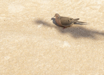 Spetsstjrtad duva [Mourning Dove] IMGL9343.jpg