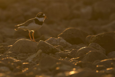 Strre strandpipare [Com. R. Plover] IMGL1143f.jpg