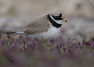 Strre strandpipare [Com. R. Plover] IMGL6955.jpg