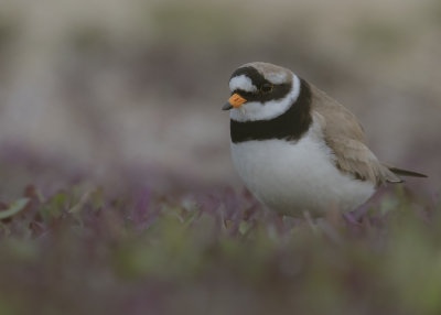 Strre strandpipare [Com. R. Plover] IMGL6964.jpg