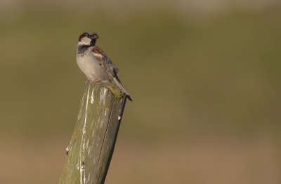 Grsparv [House Sparrow] IMGL1132fb.jpg
