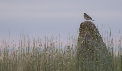 Snglrka [Eurasian Skylark] IMGL0680fb.jpg