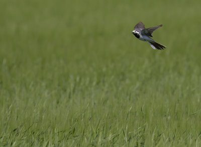 Sdesrla [White Wagtail] IMGL0696fb.jpg